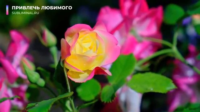 ПРИВЛЕЧЬ ЛЮБИМОГО (КОНКРЕТНОГО МУЖЧИНУ ДЛЯ ЖЕНЩИН)*ПРИВЛЕЧЬ ИЗБРАННИКА* [НЕ МАГИЯ]*САБЛИМИНАЛ