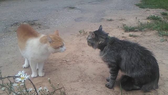 Как разговаривают коты