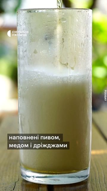 Руді слимаки: як з ними боротися#shorts #сад #огород #садівництво #врожай #шкідники #тварини