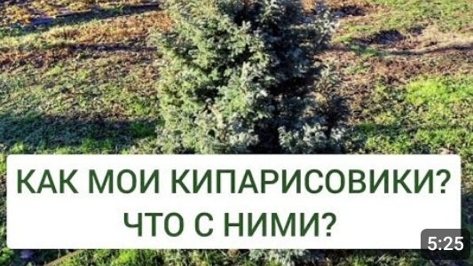 КАК МОИ КИПАРИСОВИКИ? ЧТО С НИМИ? 19.12.2024г.