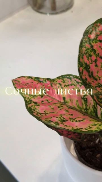 Аглаонема Крисмон Лав