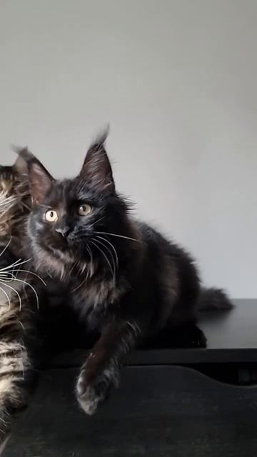 чёрная пантера  #shortsvideo# bigcats #мейн кун# shorts #cat #котята