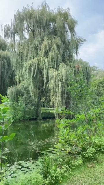 🌿 this place reminds me of Monet’s garden in Giverny ⛲️🪴#beautifulgardens #aesthetic #nature