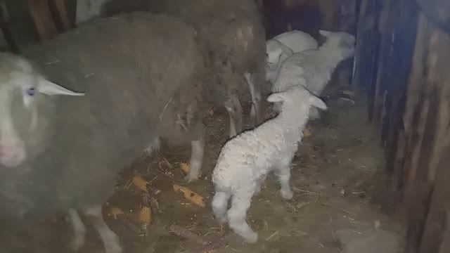 Приключения Животных 🐐🐑 / СМОТРИ ЖИВОТНЫХ