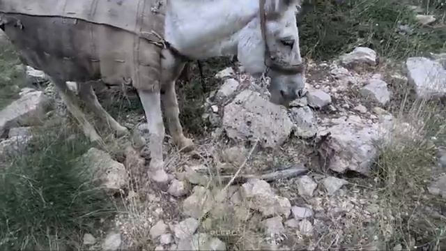 06.08.2023 Жизнь в трудных условиях  Трудолюбивая женщина-кочевница ночью в горах