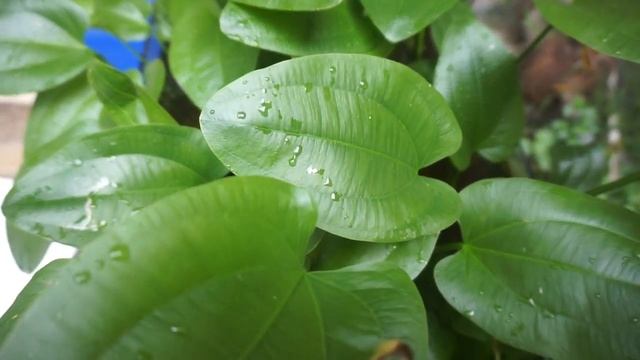 Outdoor Amazon sword plant tank after rain. Low maintenance and low tech