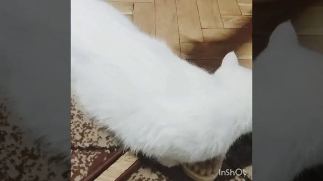 Мур Мур Яся . Кіт Любить таку процедуру ). Cat Likes This Procedure). 猫はこの手順が好きです ) . 貓喜歡這個程序 )