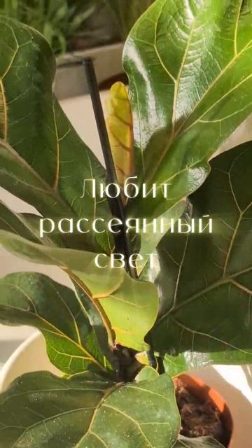 Фикус Лирата