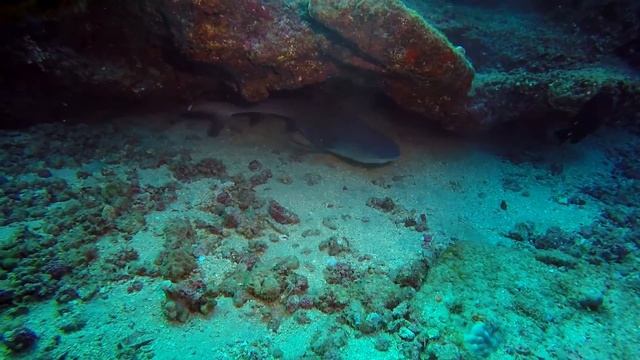 Amazing Underwater Kauai - Hawaii GoPro Scuba Diving