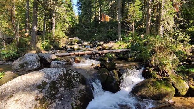 ПРОГУЛКА В ОСЕННЕМ ЛЕСУ | СПОКОЙНАЯ МУЗЫКА | ШЕРЕГЕШ