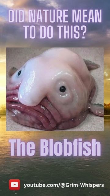 Blobfish - Did Nature Mean to do This?