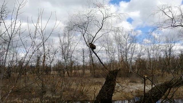 "Грачи" прилетели