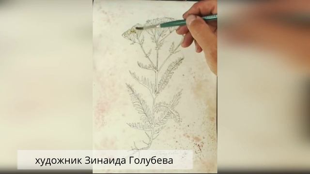 Фрагменты уроков курса "Лекарственные растения. Акварель"