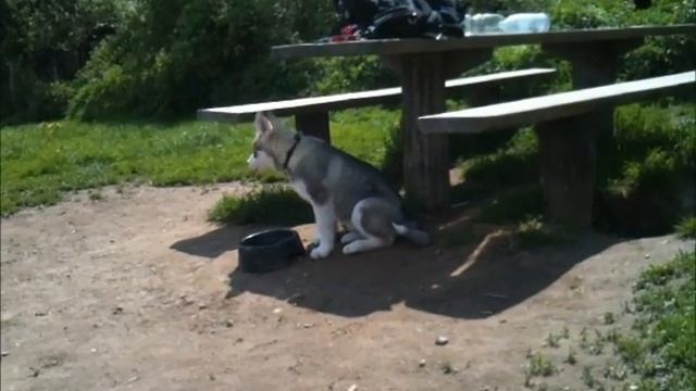 Our dogs out in the sun