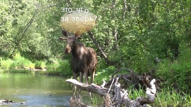 Лось, неожиданная встреча