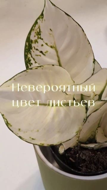 Аглаонема Вайт Джой