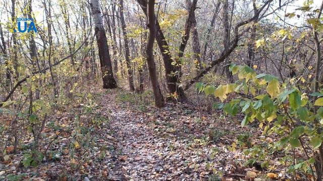 AUTUMN FOREST 4K ОСІННІЙ ЛІС