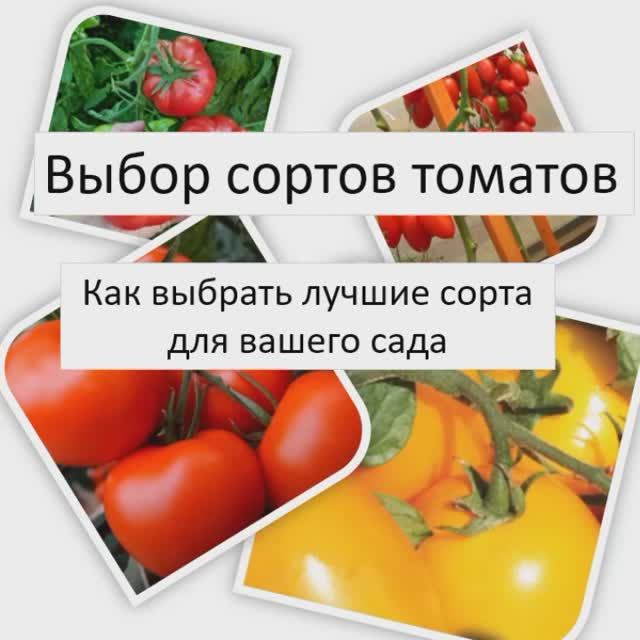 Выбор сортов томатов