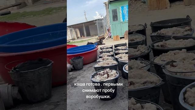 приютские воробушки снимают пробу с каши