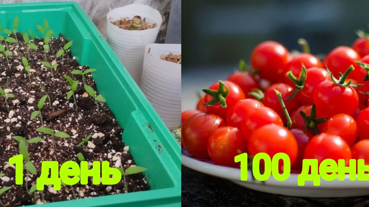 #рассада 1 день100 день