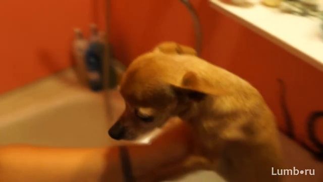 Ice Bucket Challenge от Люм и Пи