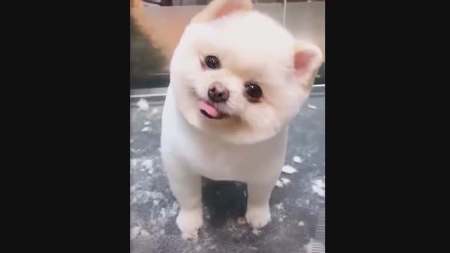 Смешные животные #2.