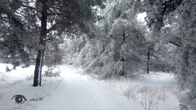 Зимний лес 2018