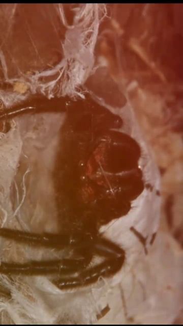 "Top 10 Most Venomous Spiders | Fraser Island Funnel-web Spider