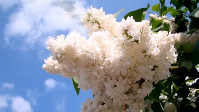 ПОГАСНУТ ИСКРЫ ЖАРКОГО КОСТРА