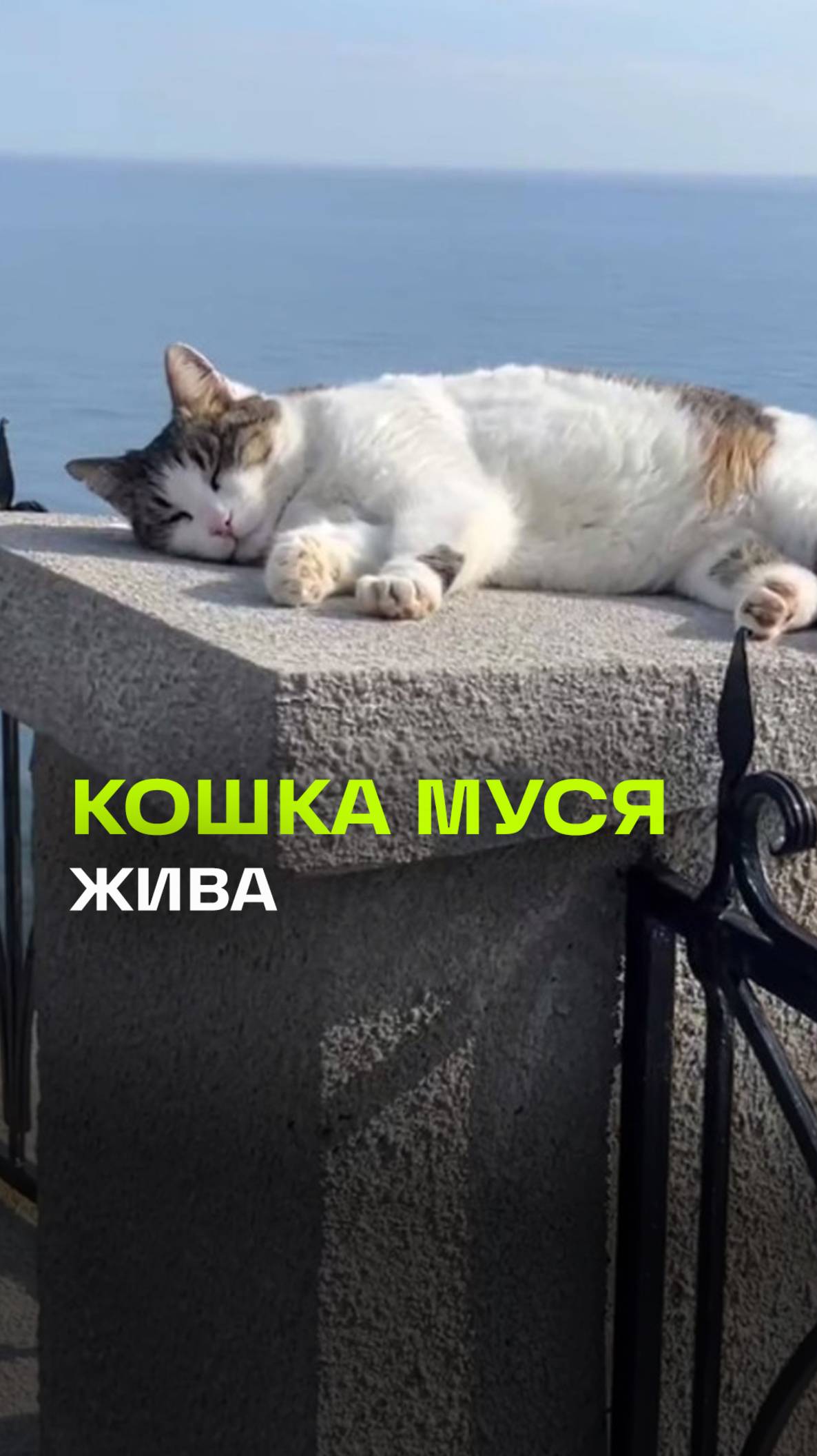 Кошка Муся, которую выкинули с обрыва в Крыму, найдена и жива