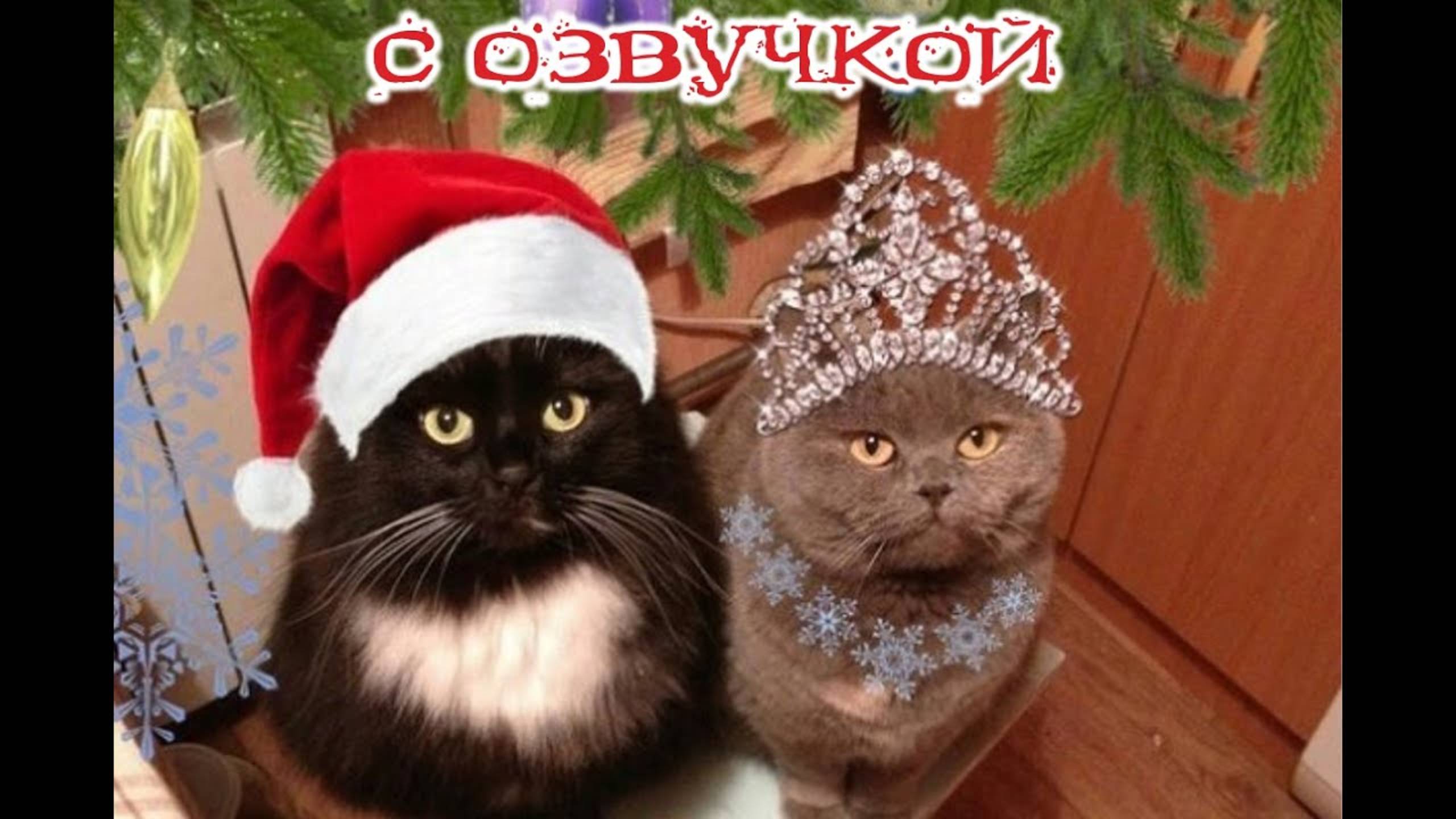 Приколы с котами! Самая смешная озвучка животных! Смешные коты!