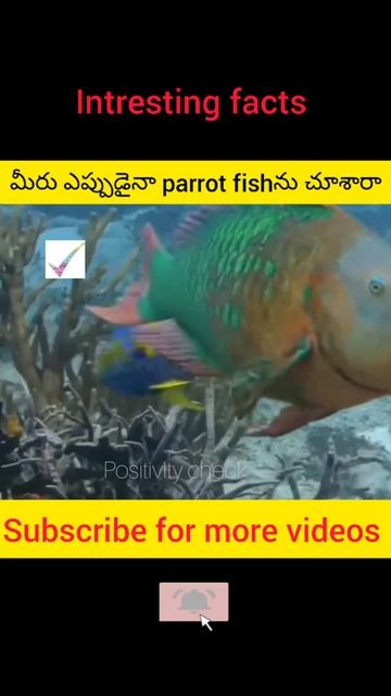 మీరు ఎప్పుడైనా parrot fish ని చూసారా /#shorts /#intrestingfacts /@Kavitha_ravula1208