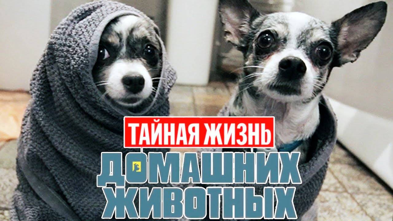 Тайная жизнь домашних животных по-русски | 1 серия 🐾