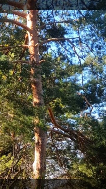 Solar PINE for Morning Energy. Sounds of the Forest #shorts #relax #naturalsounds #forest #morning