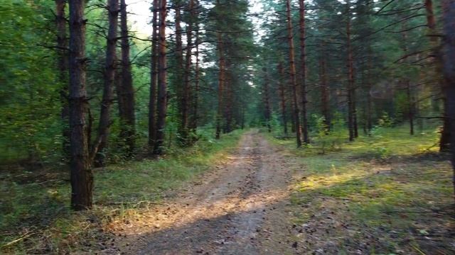 Morning in a pine forest