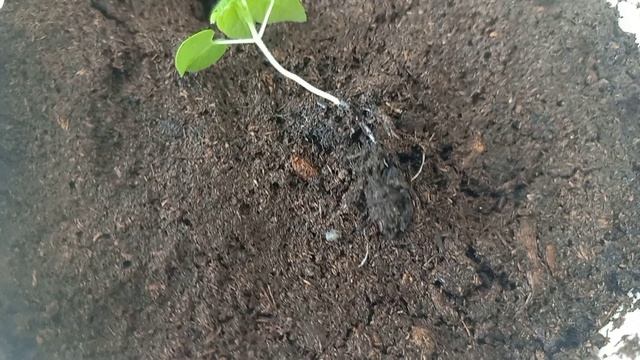 Клён  ( комнатный ) -абутилон 🍁. Фея ещё тот агроном