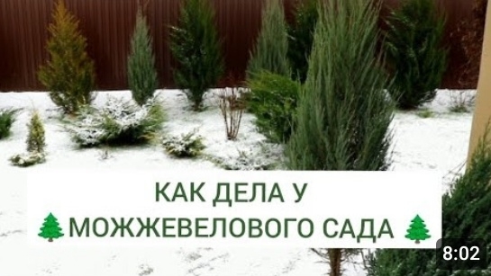 КАК ДЕЛА У 🌲МОЖЖЕВЕЛОВОГО САДА🌲. 4.01.2025г.