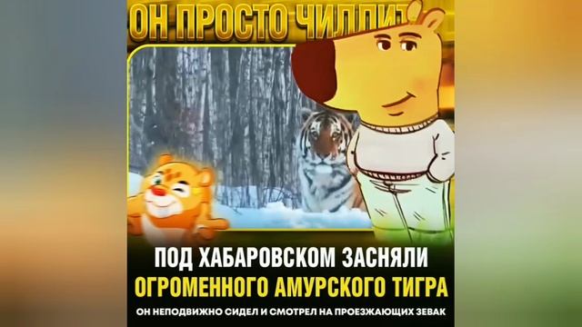 Сильный Тигра!