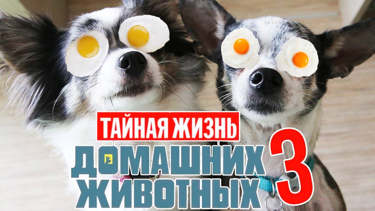 Тайная жизнь домашних животных по-русски | 3 серия 🐾