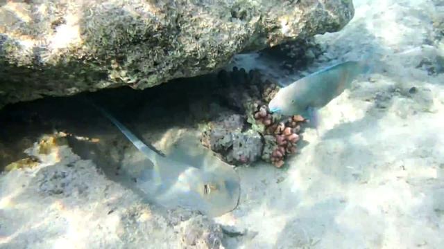 Скат Пятнистый хвостокол.Ray. Blaupunktrochen.Bluespotted stingray.DSCF1715