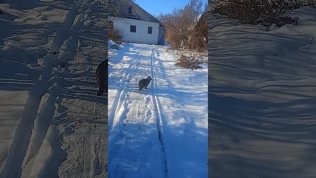 Зима вернулась на Ярославскую область.