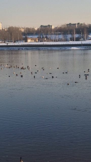 Скоро весна!  И утки греются на солнце....