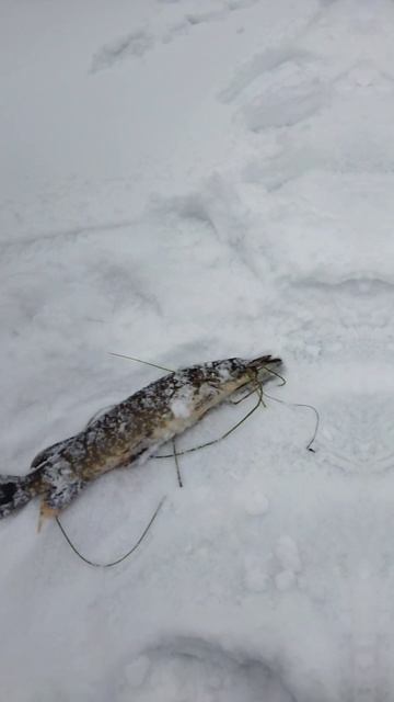 Рыбалка в Карелии на любимом озере