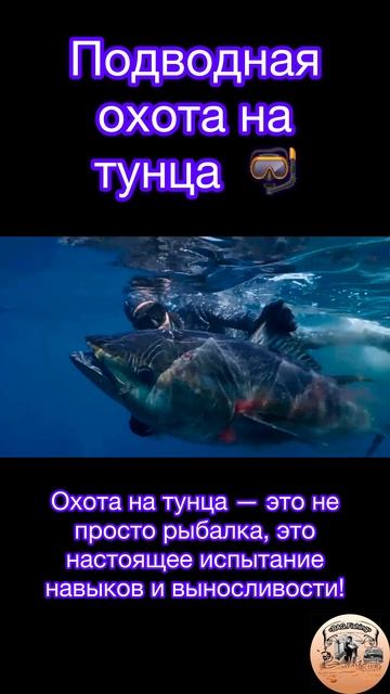 Подводная охота на тунца: захватывающее приключение! 🤿🏹