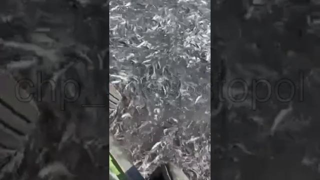 Шаланды полные кефали
