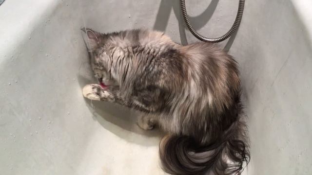 Maine Coon & water