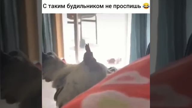 Вот это настоящий будильник