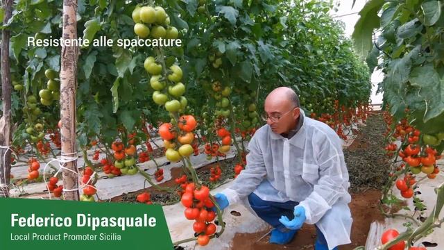 Focale F1: il pomodoro a grappolo rosso perfetto per la controstagione