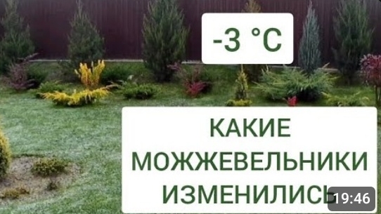 -3 °С 🌲КАКИЕ МОЖЖЕВЕЛЬНИКИ ИЗМЕНИЛИСЬ. 5.11.2024г.