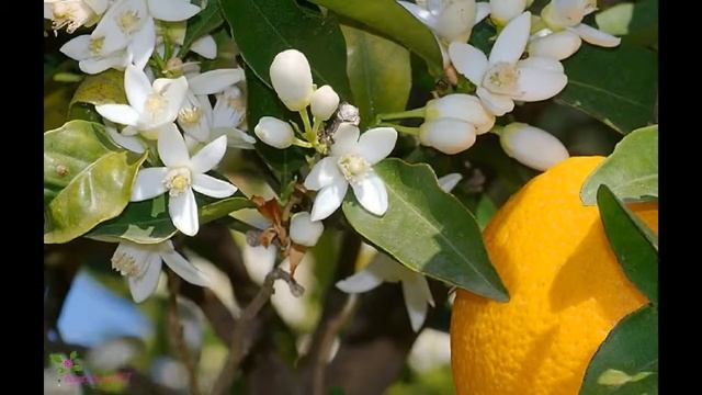 ARMAND BASI Lovely Blossom Туалетна Вода Спрей